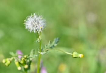 various fluffy dandelions flower photos