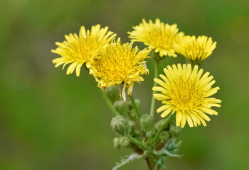 yellow wild flower images. dandelion photos.