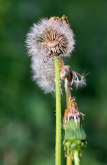 various fluffy dandelions flower photos
