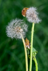 various fluffy dandelions flower photos
