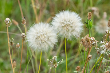 various fluffy dandelions flower photos