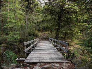 Obraz premium A wooden bridge over the Homem River, surrounded by trees. On a trail in the wonderful Mata de Albergaria, Portugal.
