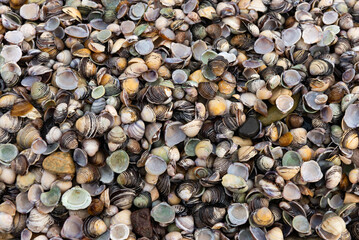 A vibrant array of seashells creates a captivating coastal texture, showcasing a diverse collection of natural patterns and colors.