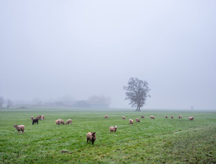 flock of sheep in meadow near farm in the mist near utrecht in holland