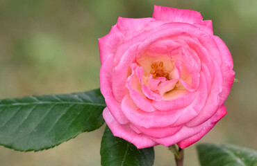 garden flowers images. photos of roses in various colors.