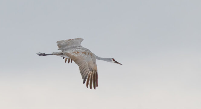 Sandhill Cranes in Winter
