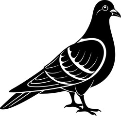 Obraz premium pigeon