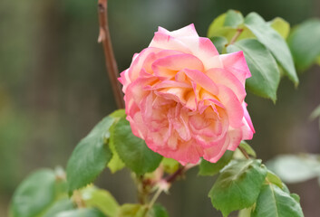 garden flowers images. photos of roses in various colors.