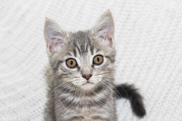 A perfect scene of kitten fun and coziness. A playful Scottish kitten enjoys its time on a soft, white knitted blanket. Its tiny paws and curious eyes bring joy to the moment.