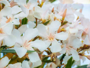 Close-up of blooming pink oleander flowers in a sunny garden. Sicily, Italy