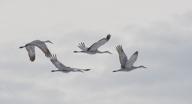 Sandhill Cranes in Winter