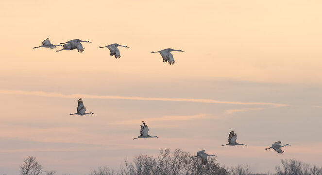 Sandhill Cranes in Winter