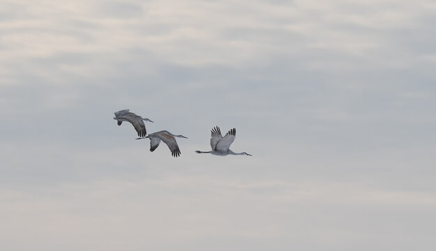 Sandhill Cranes in Winter