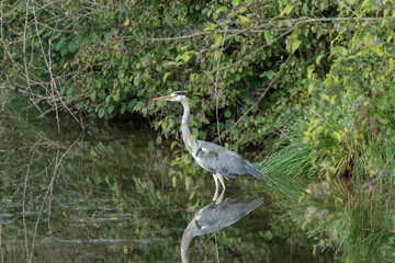 Fischreiher am Ufer