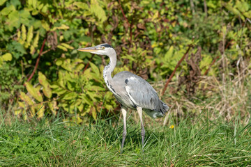 Fischreiher am Ufer