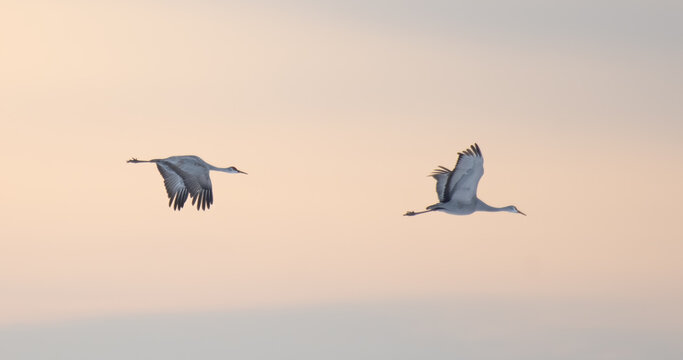 Sandhill Cranes in Winter