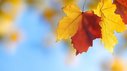 Fototapeta premium Autumn leaves display vibrant yellow and red hues