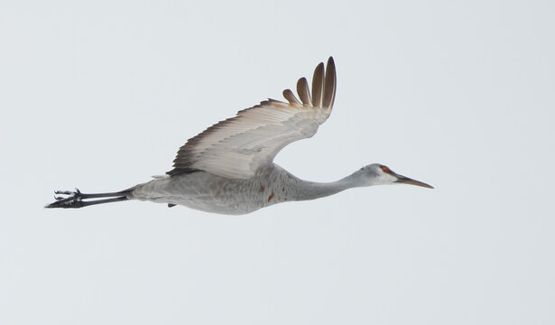 Sandhill Cranes in Winter