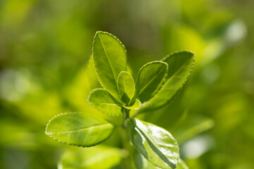 Natural green leafy background, macro detail. Green leaves of the evergreen shrub Prunus...