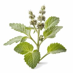 Fresh white horehound plant on pure white backdrop