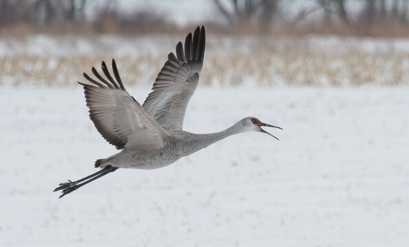 Sandhill Cranes in Winter