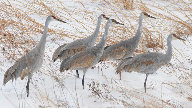 Sandhill Cranes in Winter