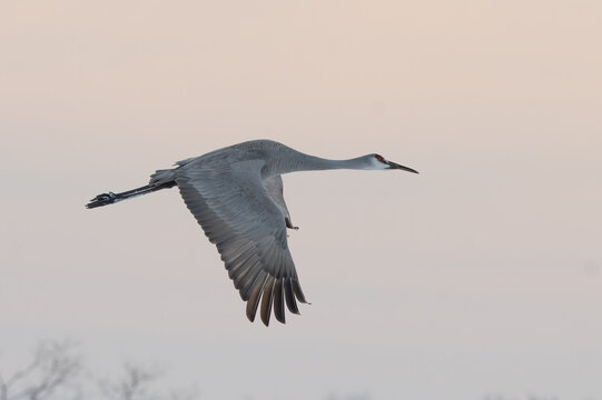 Sandhill Cranes in Winter