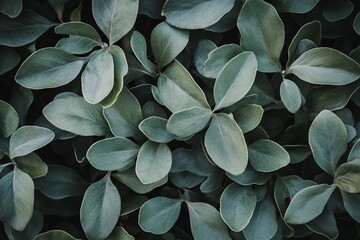 Lush green leaves background texture. (3)