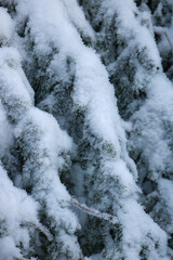 Snow on tree branches. In the mountains.