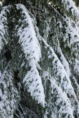 Snow on tree branches. In the mountains.