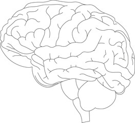 Human brain vector hand drawn. Vector anatomy illustration of the human brain