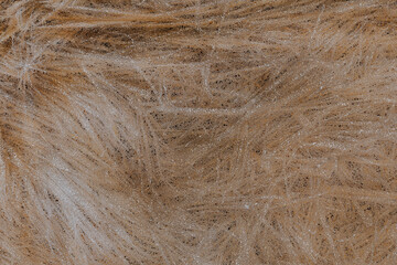 Earthy Abstract Swirls: Textured Brown and Beige Pattern