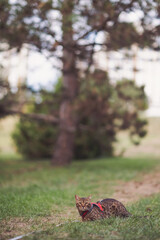 Bengal cat standing in the garden, beautiful portrait of a pet. A domestic cat crouches down in the grass in a city park 