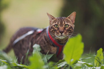 A beautiful bengal cat walks among green grass. Domestic cat walking on a leash in the park. Sweet pet wandering outdor adventure. Bengal cat walks outside. A cat lies among the grass. Pet protection