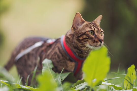 A beautiful bengal cat walks among green grass. Domestic cat walking on a leash in the park. Sweet pet wandering outdor adventure. Bengal cat walks outside. A cat lies among the grass. Pet protection