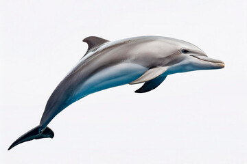 Fototapeta premium Delfino mentre nuota su sfondo bianco