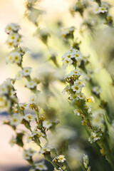 Fleur 1 été