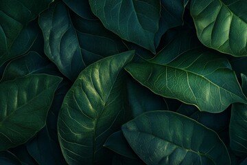 Lush dark green leaves, natural texture background.