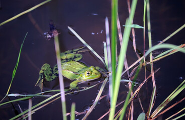 A frog swims in a pond