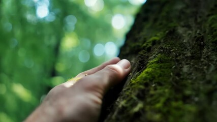 Connection with nature concept close-up of hand touching mossy tree
