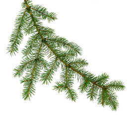 fir tree branches isolated. Branch tree, fir evergreen twig to xmas holiday . isolated on white without shadow