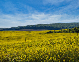 Obraz premium Spring rapeseed yellow blooming fields view, blue sky with clouds in sunlight. Natural seasonal, good weather, climate, eco, farming, countryside beauty concept.