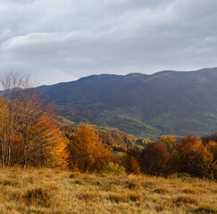 Autumn morning Carpathian Mountains calm picturesque scene, Ukraine. Peaceful traveling, seasonal, nature and countryside beauty concept scene.