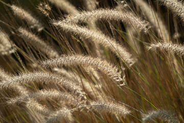 Fountain Grass in the Sunlight