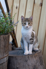 A Cat Sitting on a Log