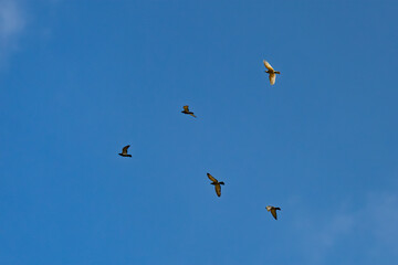 An Arrowhead of Pigeons