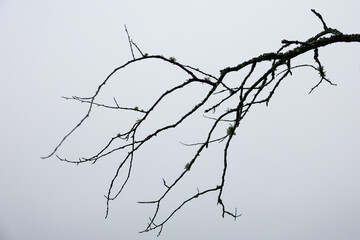 branch of a tree