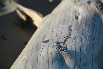 old wood log close up