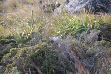 Sheep hiding
