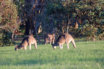 Grazing Kangaroos in Victoria